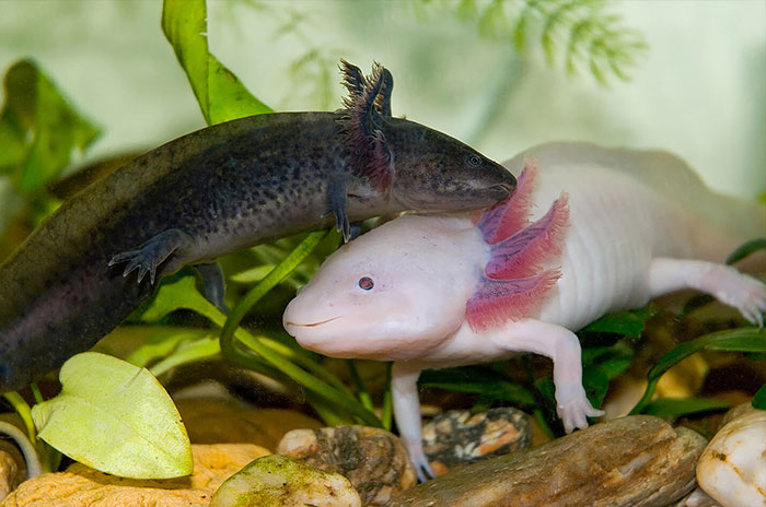 10 Axolotl / Salamander Symbolism, Myths & Meaning: A Totem, Spirit & Power Animal