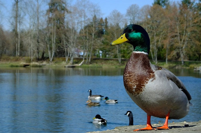 10 Duck Symbolism, Myths & Meaning: A Totem, Spirit & Power Animal