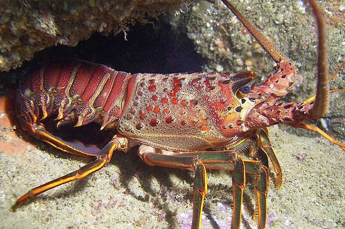 10 Lobster Symbolism, Myths & Meaning: A Totem, Spirit & Power Animal