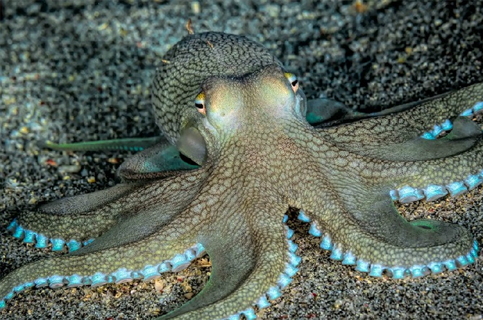 10 Octopus Symbolism, Myths & Meaning: A Totem, Spirit & Power Animal