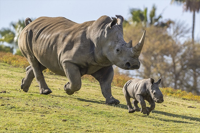 10 Rhinoceros Symbolism, Myths & Meaning: A Totem, Spirit & Power Animal