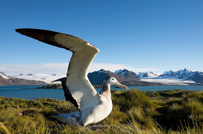 10 Albatross Symbolism, Myths & Meaning: A Totem, Spirit & Power Animal
