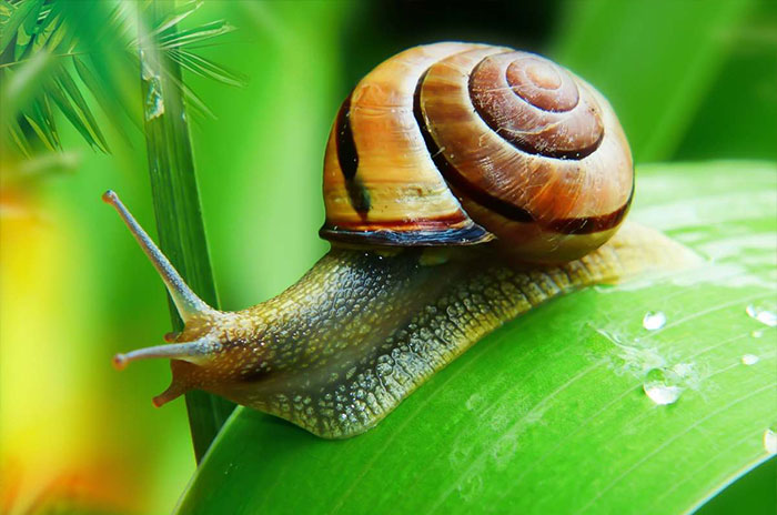 10 Snail Symbolism, Myths & Meaning: A Totem, Spirit & Power Animal