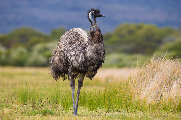10 Emu Symbolism, Myths & Meaning: A Totem, Spirit & Power Animal