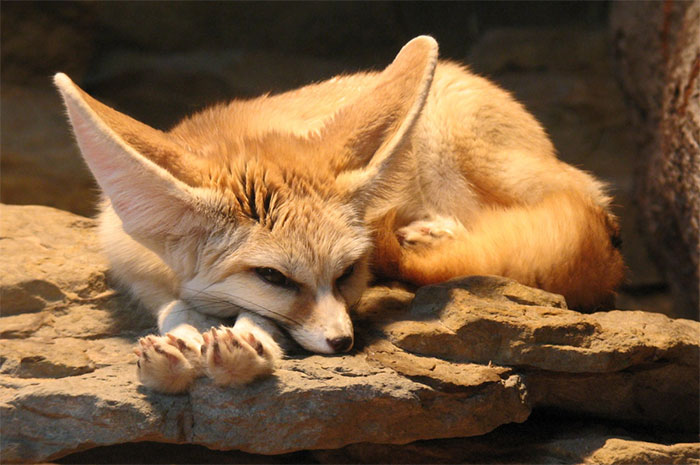 10 Fennec Fox Symbolism, Myths & Meaning: A Totem, Spirit & Power Animal
