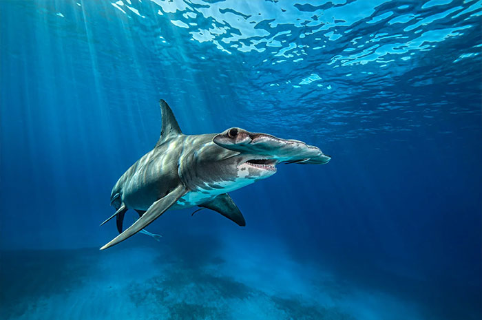 10 Hammerhead Shark Symbolism, Myths & Meaning: A Totem, Spirit & Power Animal