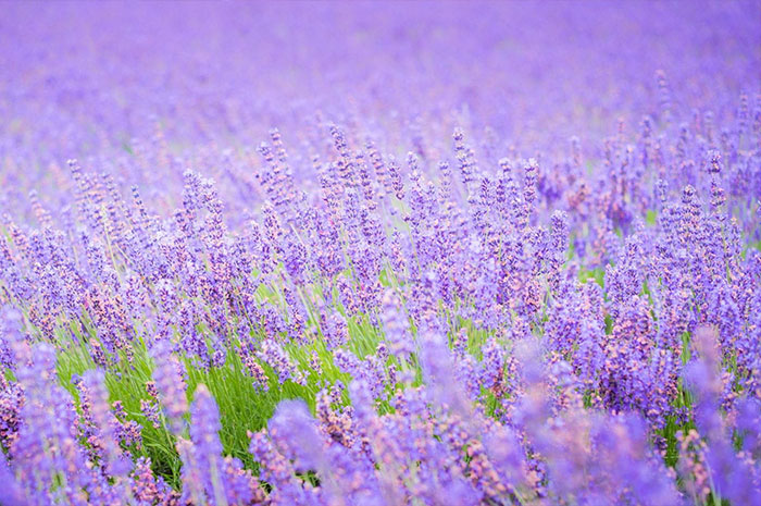 10 Lavender Color Symbolism Facts & Meaning: Zodiac, Omens, Dreams, and Myths