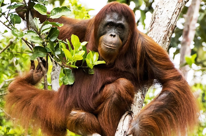 10 Orangutan Symbolism, Myths & Meaning: A Totem, Spirit & Power Animal