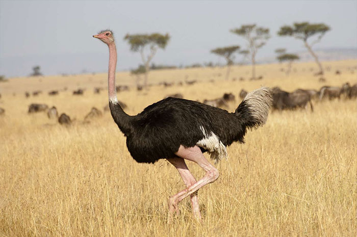 10 Ostrich Symbolism, Myths & Meaning: A Totem, Spirit & Power Animal