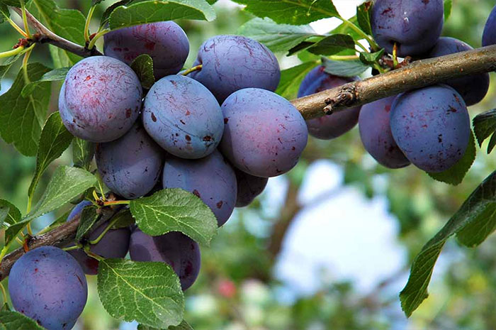 10 Plum Color Symbolism Facts & Meaning: Zodiac, Omens, Dreams, and Myths
