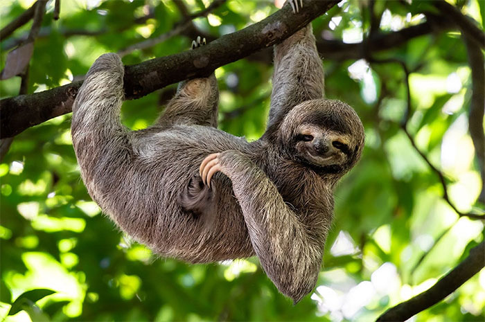 10 Sloth Symbolism, Myths & Meaning: A Totem, Spirit & Power Animal