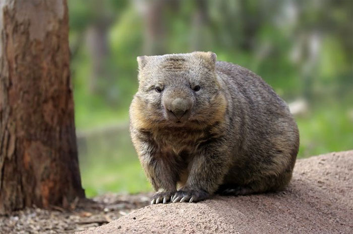 10 Wombat Symbolism, Myths & Meaning: A Totem, Spirit & Power Animal