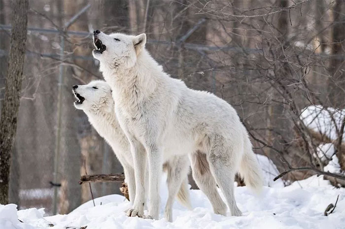 10 Arctic Wolf Symbolism, Myths & Meaning: A Totem, Spirit & Power Animal