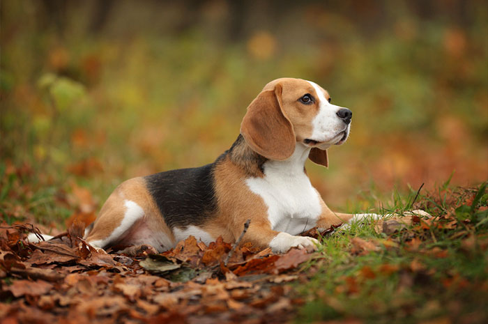 10 Beagle Symbolism, Dreams, Omens & Legends: A Spirit Guide Animal