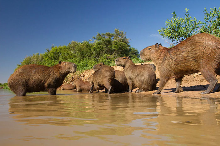 10 Capybara Symbolism, Myths & Meaning: A Totem, Spirit & Power Animal