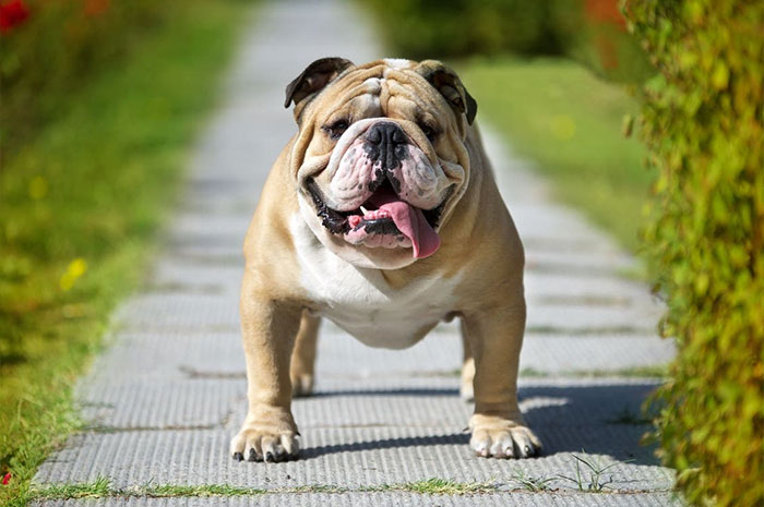 10 English Bulldog Symbolism, Dreams, Omens & Legends: A Spirit Guide Animal
