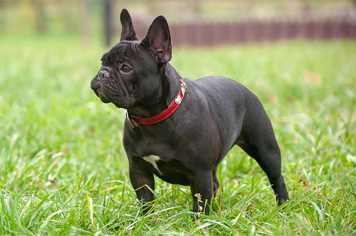 10 French Bulldog Symbolism, Dreams, Omens & Legends: A Spirit Guide Animal