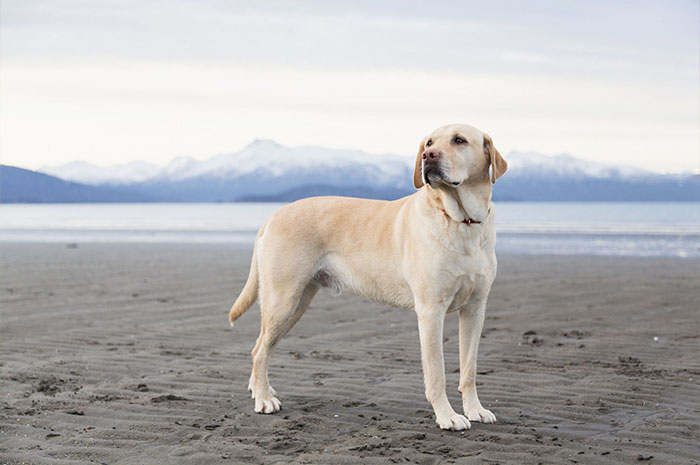 10 Labrador Retriever Symbolism, Dreams, Omens & Legends: A Spirit Guide Animal