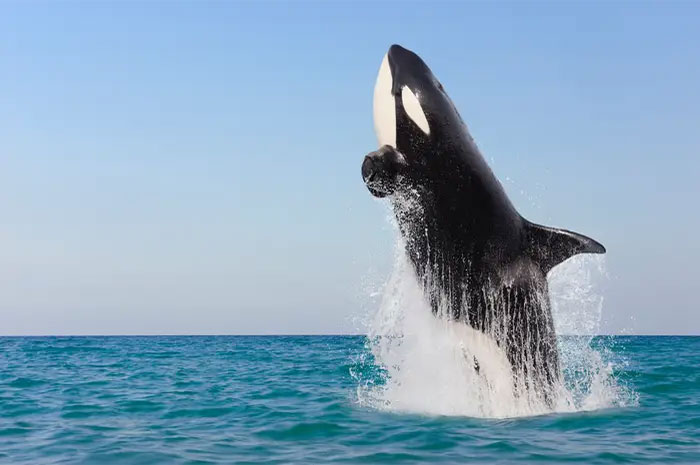 10 Orca Killer Whale Symbolism, Myths & Meaning: A Totem, Spirit & Power Animal