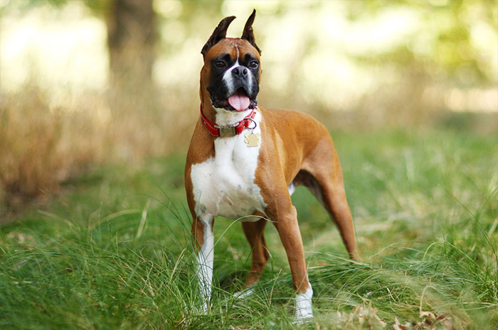 10 Boxer Dog Symbolism, Dreams, Omens & Legends: A Spirit Guide Animal