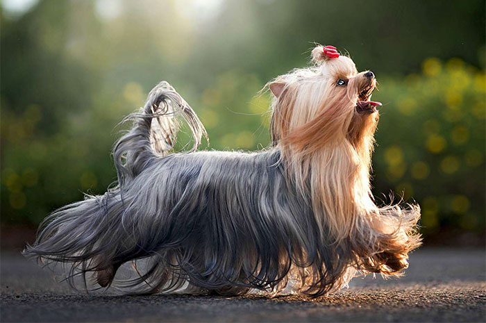 10 Yorkshire Terrier Symbolism, Dreams, Omens & Legends: A Spirit Guide Animal